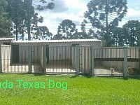 Canil Fazenda Texas Dog