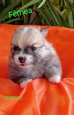 Spitz Alemão Fêmea