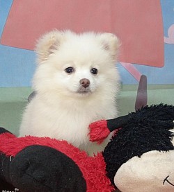 Spitz Alem&atilde;o F&ecirc;mea