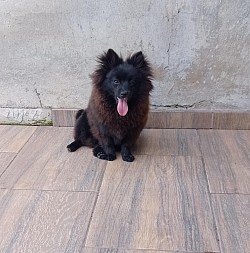 Macho com 7 Meses