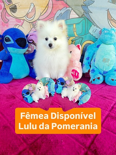 Spitz alemão Fêmea Disponível